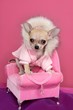fashion chihuahua dog barbie style pink armchair