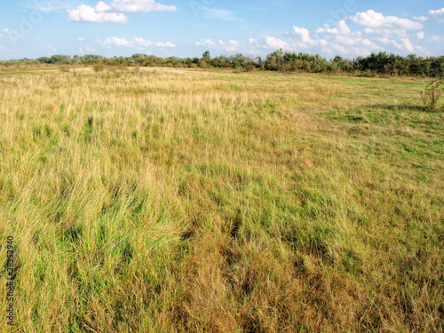 Foto: grass grass