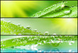 Banners - Grass with dewdrops. Shallow depth of field. Banners - Grass with dewdrops. Shallow depth of field.