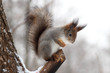squirrel on the tree stem
