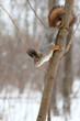 squirrel on the tree stem
