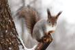 squirrel on the tree stem