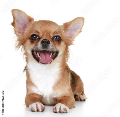 pictures of long haired chihuahua puppies. Brown long-haired chihuahua