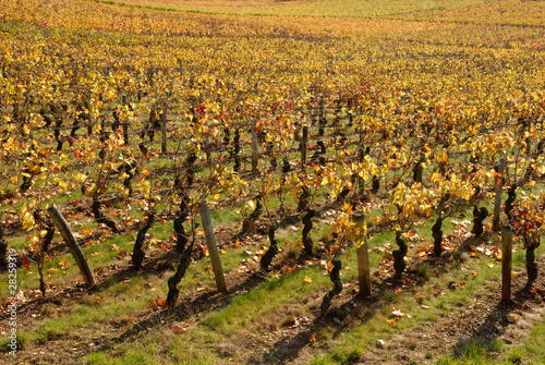 Foto: Vignoble de Mercurey, en octobre 01 Vignoble de Mercurey, en octobre 01