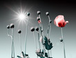 poppy poppy