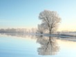 Foto: Winter trees covered with frost on a cloudless morning Winter trees covered with frost on a cloudless morning