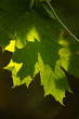 Photo: Translucent green leaves on a defocused background Translucent green leaves on a defocused background