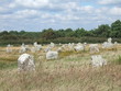 ALIGNEMENT DE MENHIRS A CARNAC EN BRETAGNE