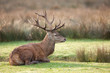 cerf brame cervidé bois roi forêt mammifère chasse cor chasse