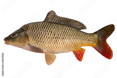 Foto: Carp Carp