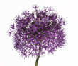 Allium Purple Flower Allium Purple Flower