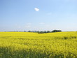 Rapsfeld im Fläming unter blauem Himmel