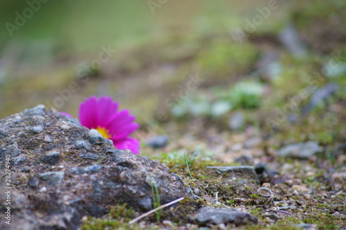 Photo: 落ちた花 落ちた花