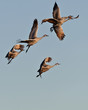 Sandhill Cranes in Flight