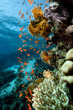 Photo: Fish. coral and ocean. Fish. coral and ocean.