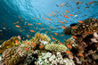 Fish. coral and ocean.