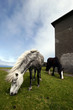 Bray Head - Valentia Island - Kerry - Ireland