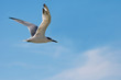 Photo: Brandseeschwalbe im Flug Brandseeschwalbe im Flug