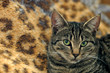 gatto tigrato su sfondo leopardato