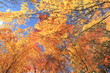 見上げる京都紅葉