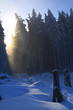 Sonnenstrahlen im Harzer Winterwald