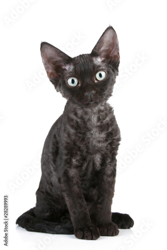 Black+devon+rex+kittens