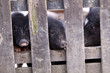 Minischweine hinter einem Zaun