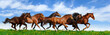 herd gallops