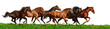 Images : herd gallops