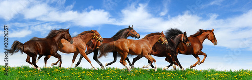 Photo: herd gallops herd gallops