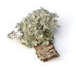 Lichen
