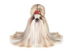 Dog of breed shih-tzu on white background Dog of breed shih-tzu on white background