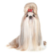Dog of breed shih-tzu on white background Dog of breed shih-tzu on white background