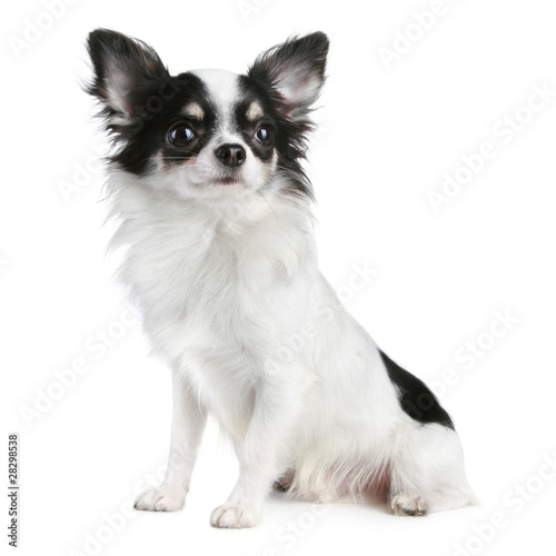 long haired chihuahua dog. Long-haired chihuahua dog