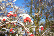 Briar covered with snow