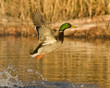 Mallard Duck Taking Off