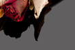 Dried rose on a grey background