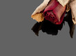 Dried rose on a grey background