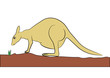 kangaroo - vector