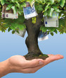 Money tree Money tree
