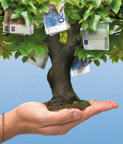 Photo: Money tree Money tree