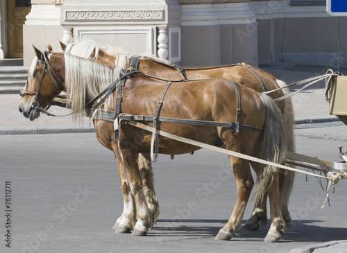 Photo: Two horses in a street Two horses in a street