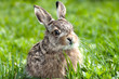 Photo en ligne au meilleur prix Llittle hare