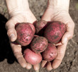 Freshly Dug Potatoes