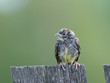 Juvenile bunting on the village fence