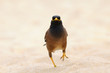 Common Myna pacing on the sand beach