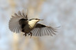 Nuthatch as skydiver