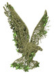 ivy nature Eagle