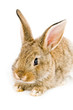 Brown baby bunny isolated on white background