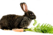 Black bunny and a carrot, isolated on white background